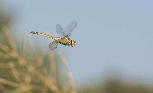Réf. 239 100 : Anax ephippiger